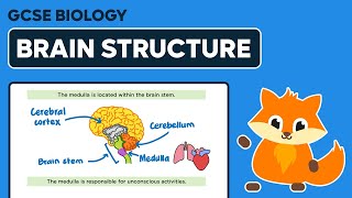 Brain Structure  GCSE Biology [upl. by Ilrac302]