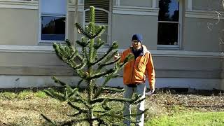 Monkey puzzle tree Araucaria araucana  Plant Identification [upl. by Nwahsad]