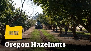 Oregon is the nations hazelnut capital [upl. by Gnehc967]