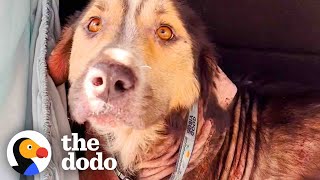 Stray Dog Chooses His Family By Jumping Into Their Car  The Dodo [upl. by Crane]