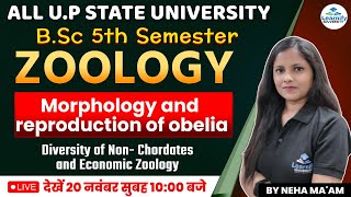 Morphology And Reproduction of Obelia  BSc 5th Semester  Zoology  By Neha Maam  Learnify [upl. by Ahsika]