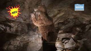 Höhlenbären quotBen  Borisquot in der Dachstein Rieseneishöhle im Salzkammergut [upl. by Aranaj]