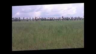 Battle of Shiloh Reenactment [upl. by Mumford]