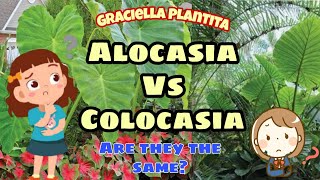 ALOCASIA VS COLOCASIA  IS TARO AN ALOCASIA  GRACIELLA PLANTITA [upl. by Friedrick120]