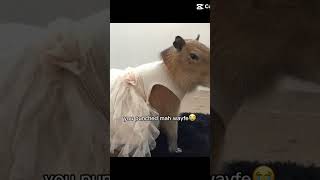 😡😡 capybara animals cute [upl. by Ahsena582]