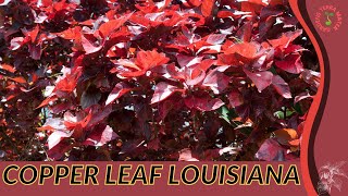 COPPER LEAF LOUISIANA Information and Growing Tips Acalypha wilkesiana [upl. by Stephenie]