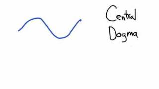 The Central Dogma Transcription and Translation [upl. by Devora803]