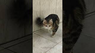 This adorable cat appeared in my balcony cats funnyvideo [upl. by Melgar817]