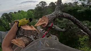 SPEED LINING 2 PINE TREES OVER FENCE RAW FOOTAGE [upl. by Zacks]