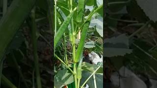 New technique for growing okra plant okra okrafarming farming viral shorts [upl. by Anaujahs464]