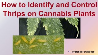 How to Identify and Control Thrips on Cannabis Plants [upl. by Aicitel]