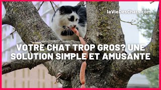 VOTRE CHAT TROP GROS  UNE SOLUTION SIMPLE ET AMUSANTE [upl. by Eustache322]