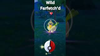 Wild farfetchd pokemon pokemongo farfetchd southkorea shiny [upl. by Penrod]