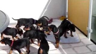 Deutsche Pinscher Welpen vom Lüdertal  geb 213  mütterliche Erziehung [upl. by Tecla]