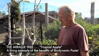 How to use and apply Biodynamic Paste [upl. by Latham916]