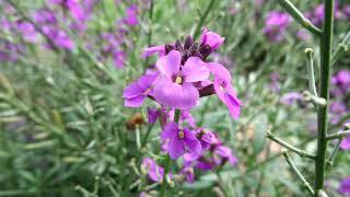 Wallflower Erysimum Bowles Mauve [upl. by Leahcimdivad]