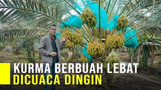 TANAM KURMA DI CUACA DINGIN BISA BERBUAH LEBAT DAN PANEN BELIMPAH [upl. by Areivax906]