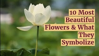 10 Most Beautiful Flowers amp What They Symbolize [upl. by Stafani]