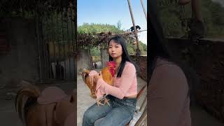 A big rooster that needs hugging every day Internet celebrity rooster People and animals live [upl. by Nhar]