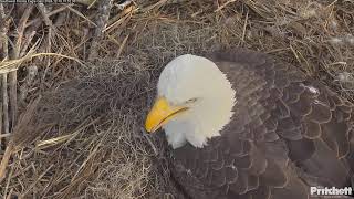 Southwest Florida Eagle Cam [upl. by Mendoza]