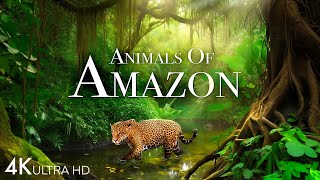 Animals of Amazon 4K  Wildlife in Amazon Jungle  Rainforest Sounds  Scenic Relaxation Film [upl. by Rotsen]