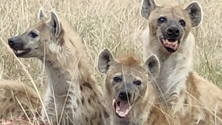 Greedy Hyenas snatches a lioness prey and the Male lion comes for the rescue in Maasai Mara Kenya [upl. by Drawe357]