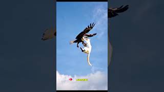 Eagle Cat’s SkyHigh Hijinks Eagle funny best video 💜 🔥 👍 [upl. by Gavette]