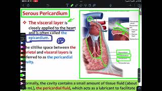 ANATOMY L1 Mediastinum amp Pericardium Part2  CVS [upl. by Dibb]