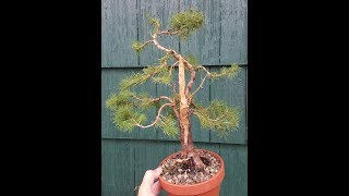 dwarf alberta spruce bonsai trees 5 styles types how to [upl. by Notxarb722]