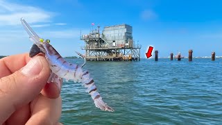 I Tossed a FAKE SHRIMP Around This OIL RIG and Caught MULTIPLE Tasty Fish [upl. by Belmonte]