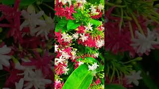 Combretum indicum flowers youtubeshorts trending beautiful gardning naturalbeauty [upl. by Chavez]