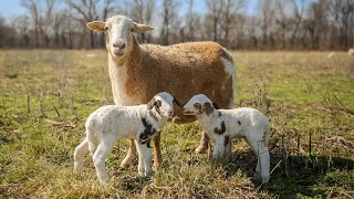 Lambing Season DONE RIGHT Livestream [upl. by Mohsen]