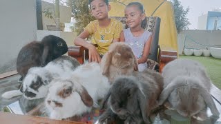 rabbit farming  rear rabbit  mini lop rabbit [upl. by Carling692]