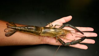 O maior camarão de água doce do MUNDO Macrobrachium Carcinus [upl. by Adnola]