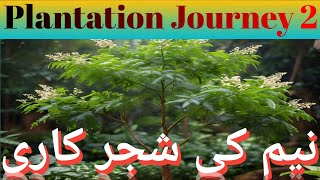 Plantation of Neem tree نیم نیم کا پودا Neem ka poda [upl. by Navnod139]