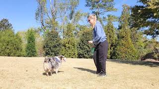 Playing with piggles the aussie [upl. by Anilah]