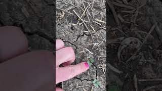 Flea Beetles and Lumiderm™  Corteva Agriscience Canada [upl. by Wiedmann405]