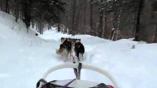 October Siberians in Little River State Park Vermont dog sledding [upl. by Ciprian]