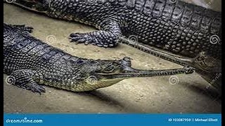 THE INDIAN GHARIAL [upl. by Sane]