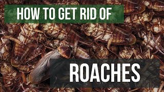 How To Get Rid of Cockroaches Guaranteed 4 Easy Steps [upl. by Aytnahs]