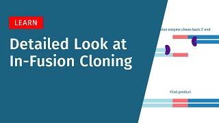 A Detailed Look at InFusion Cloning [upl. by Nabla]