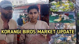 Sunday Korangi Birds Market Video Latest Price Updates Karachi Urdu Hindi  Love Birds Karachi [upl. by Arihsan]