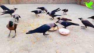 Crows Sounds  Crows call to attract other Crows  Crows Planet [upl. by Nester]