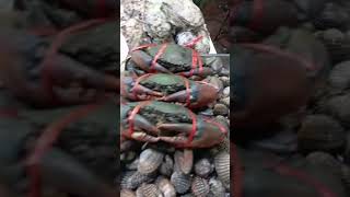 street marketfresh seafood 🍢🦞trendingseafoodytdhory video [upl. by Milman662]