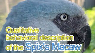 Qualitative description of the submission and agonistic behavior of the Spix’s Macaw 日本語字幕付き [upl. by Anirda]