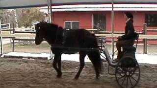 Helgi  Icelandic Horse  Driving again for the first time SOLD [upl. by Ecnaralc573]