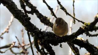 Le pinson des arbres à la mangeoire [upl. by Chil]