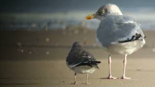 Sabines Gull 1th cy Vorkstaartmeeuw 1e kj strand Berkheide The Netherlands Luuk Punt 220919 [upl. by Kylah]