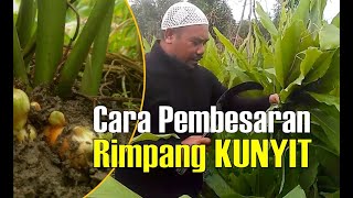 CARA PEMBESARAN RIMPANG KUNYIT  Curcuma longa [upl. by Kieryt]