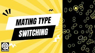 Mating Type Switching  Recombination in Gene Regulation  Recombination  Basics to Advance [upl. by Ylak]